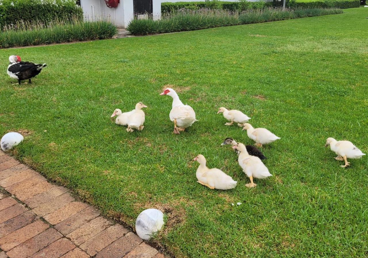 Kievits Kroon Gauteng Wine Estate Pretoria Bagian luar foto
